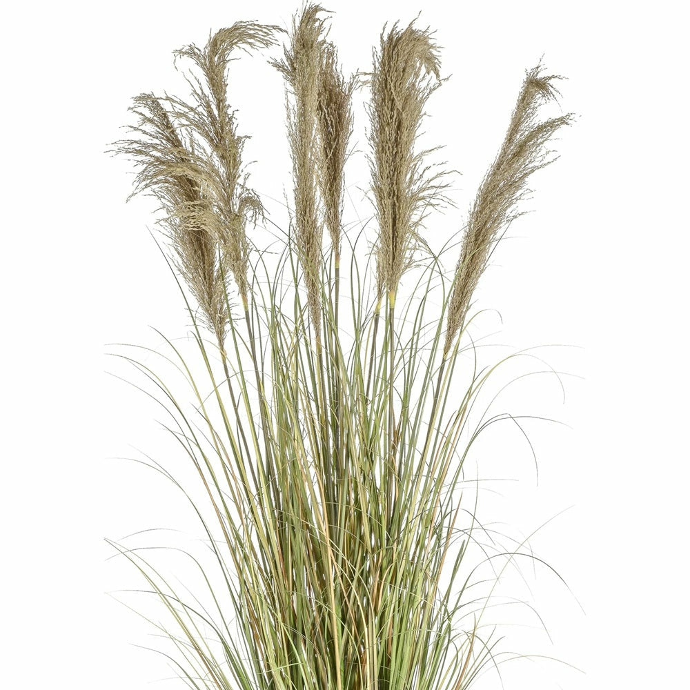 Potted Pampas With Grass, 145cm