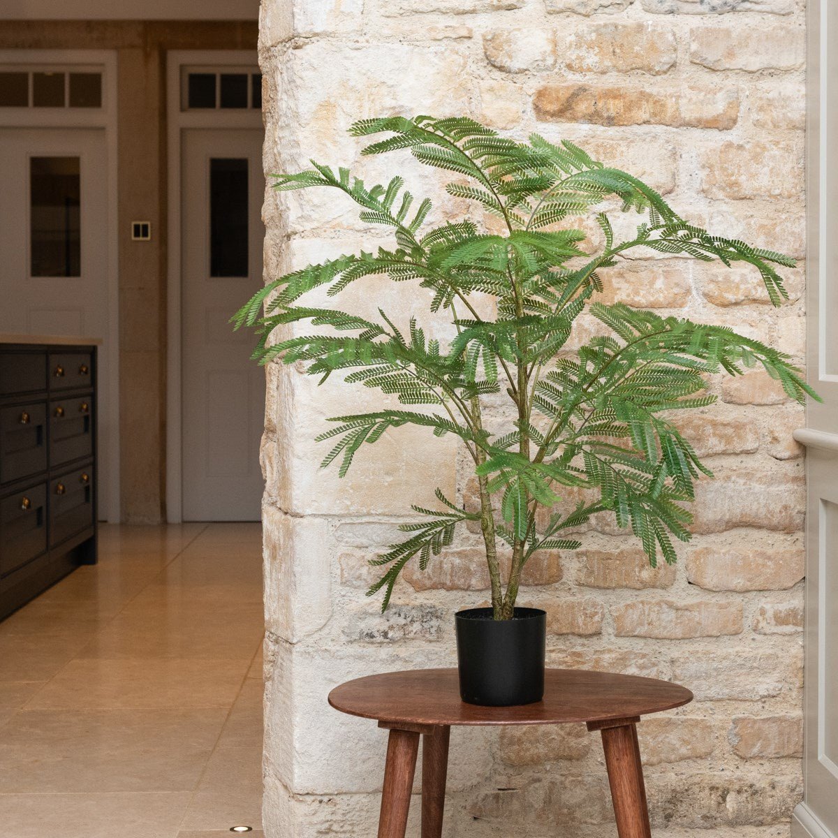 Acacia Plant In Pot - Angela Reed -
