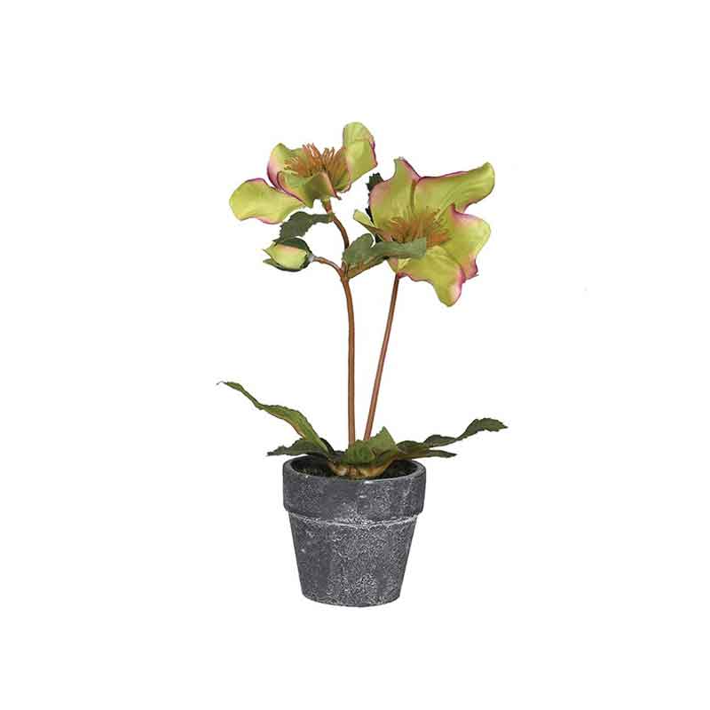 Assorted Hellebore in Pots