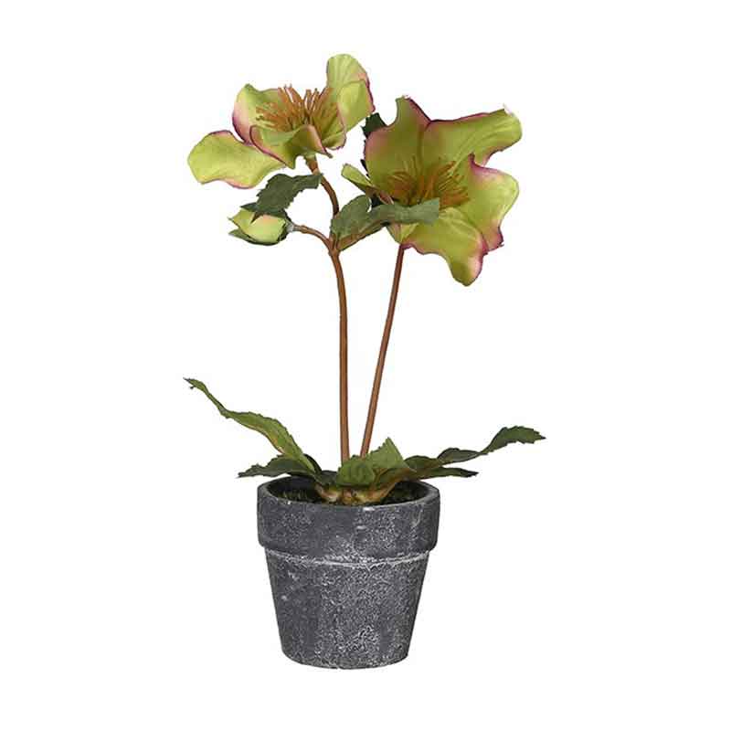 Assorted Hellebore in Pots