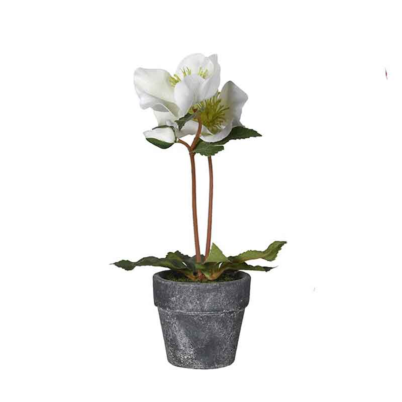 Assorted Hellebore in Pots