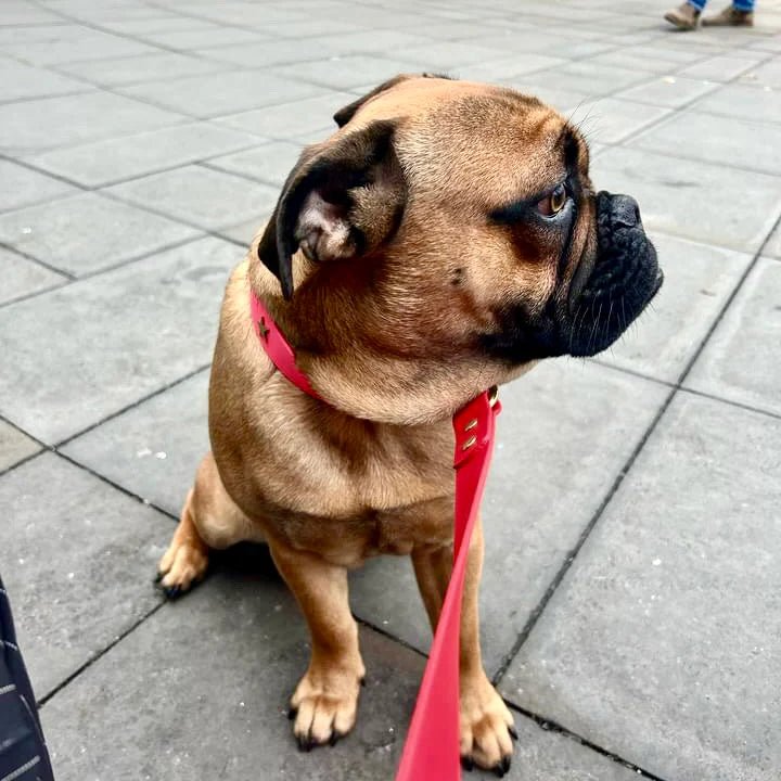 Biothane Dog Lead Red,Teal,Black,Pink