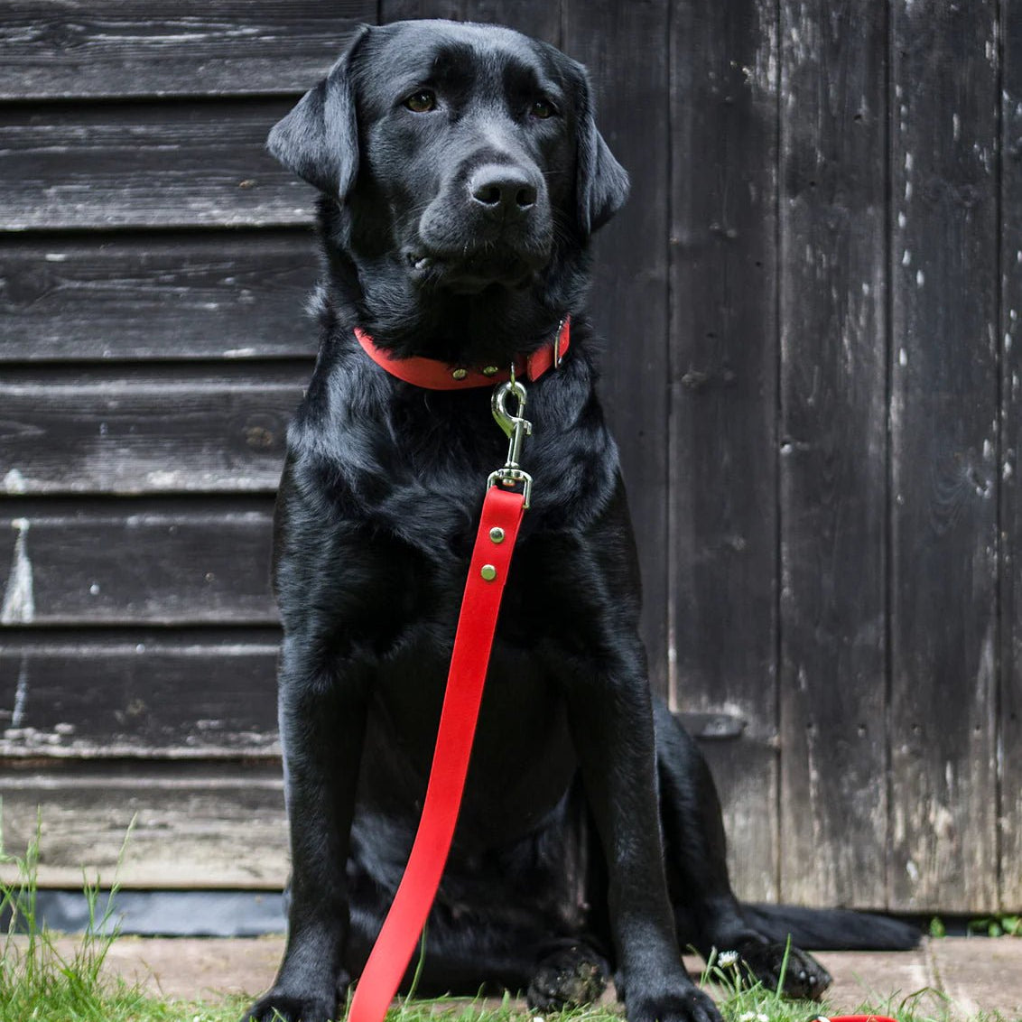 Biothane Dog Lead Red,Teal,Black,Pink