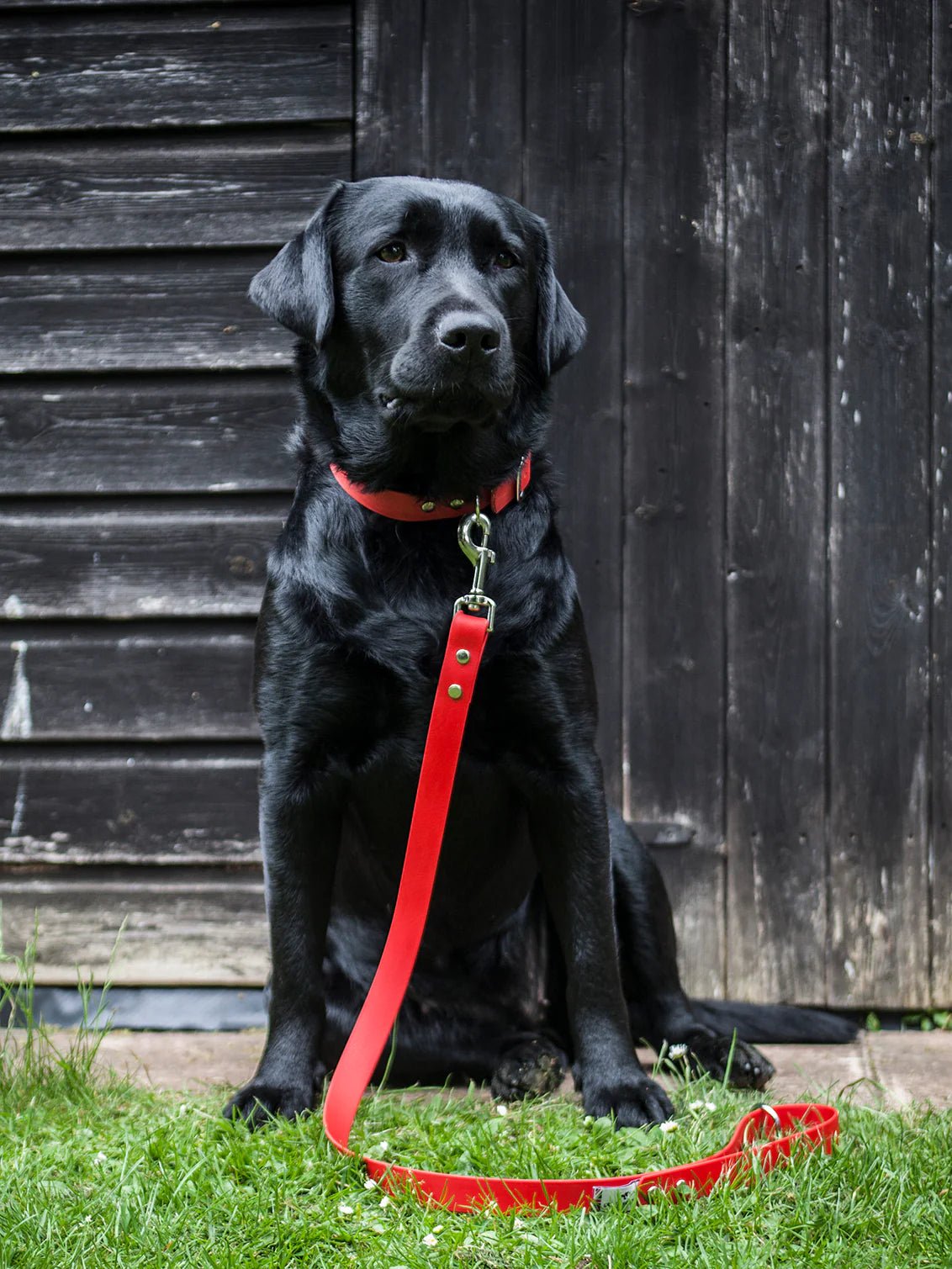 Biothane Dog Lead Red,Teal,Black,Pink