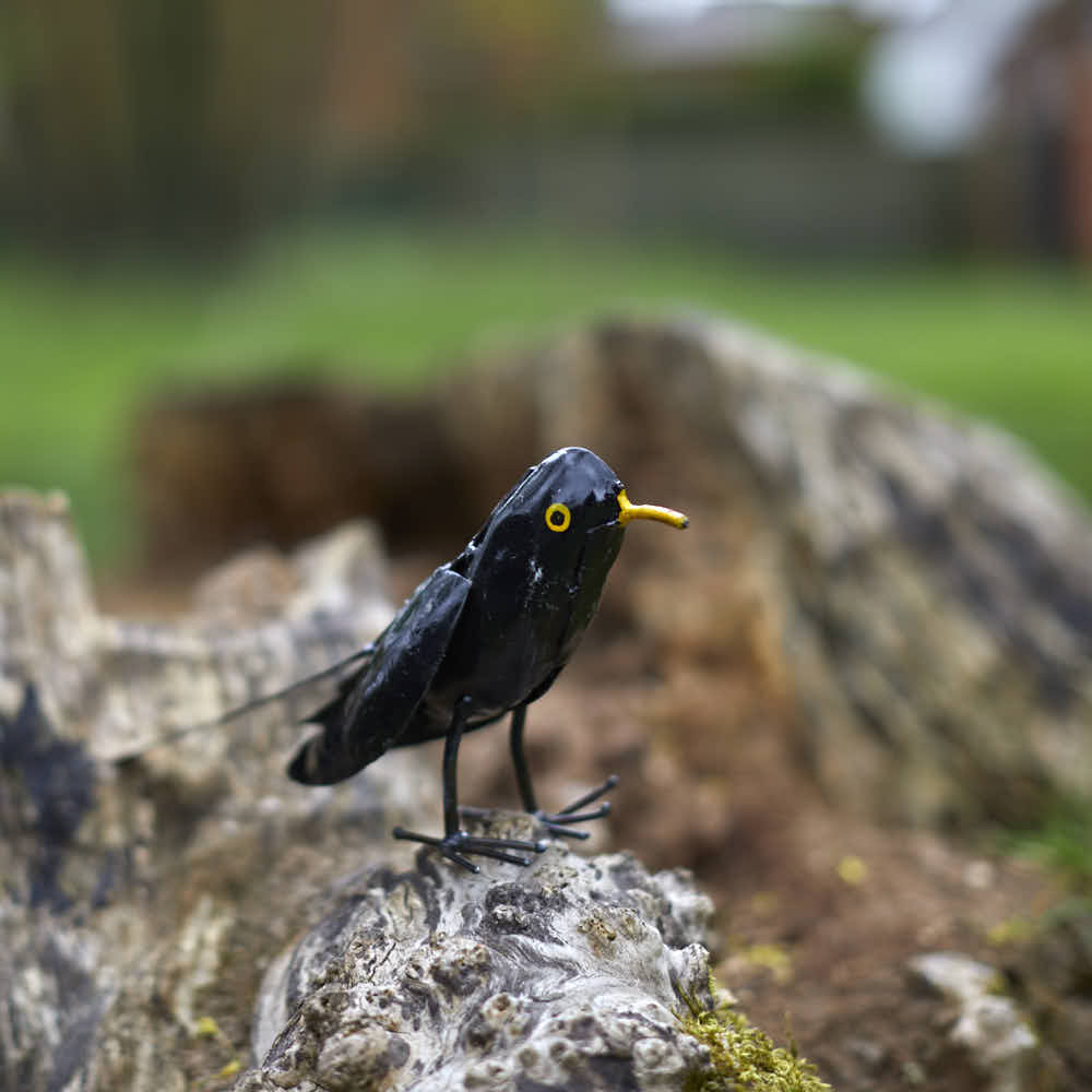 Blackbird - Angela Reed -