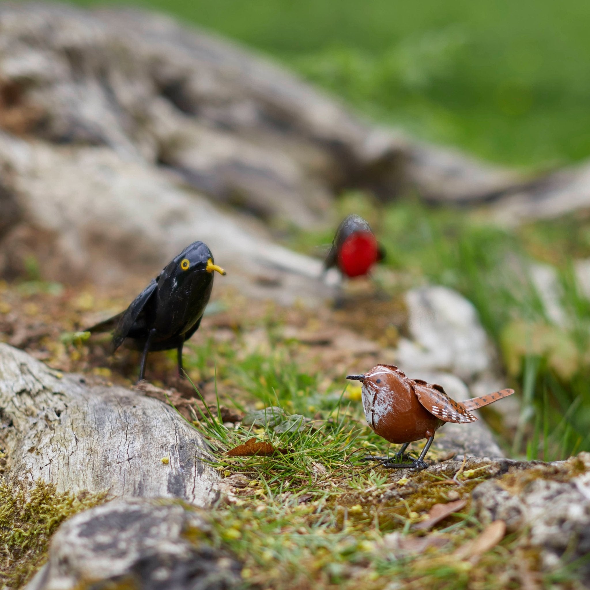 Blackbird - Angela Reed -