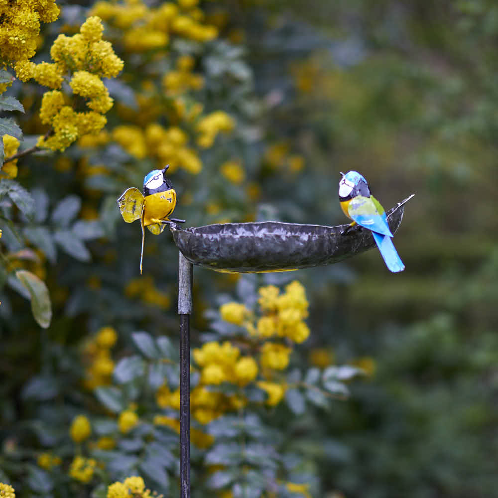 Blue Tit Bird Feeder - Angela Reed -