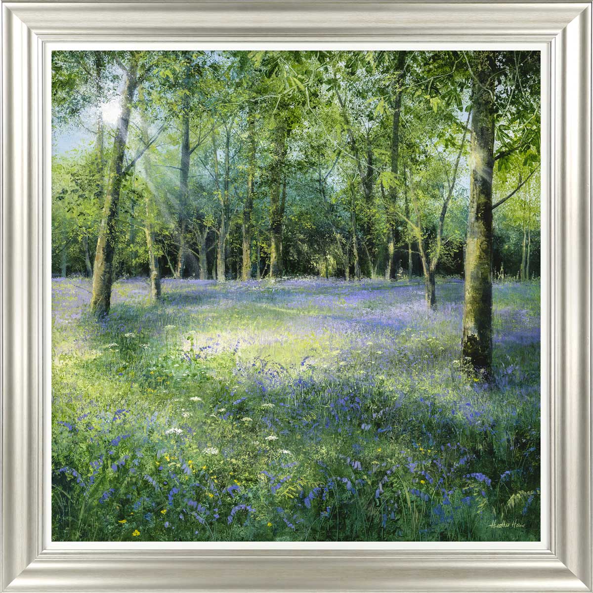 Bluebell Glade