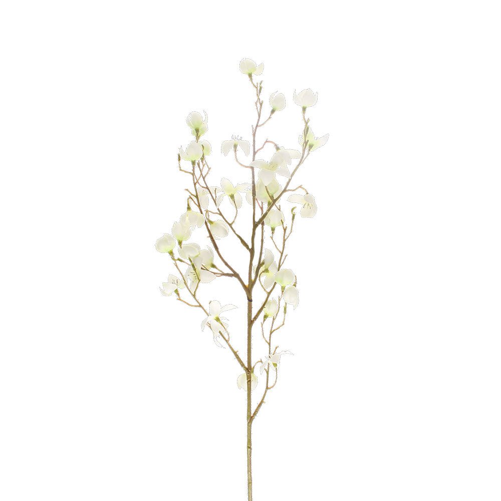Cornus Blanc