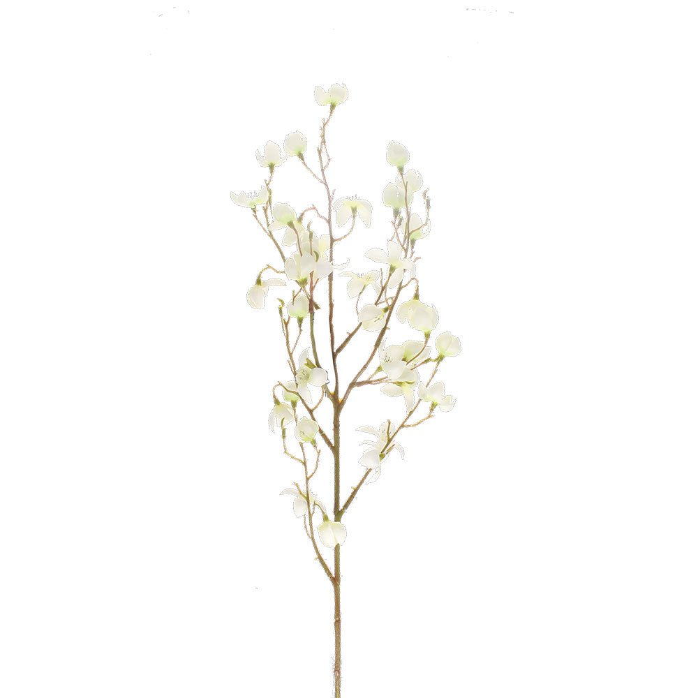 Cornus Blanc