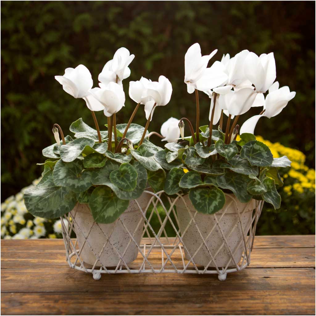 Cream Tole Planter