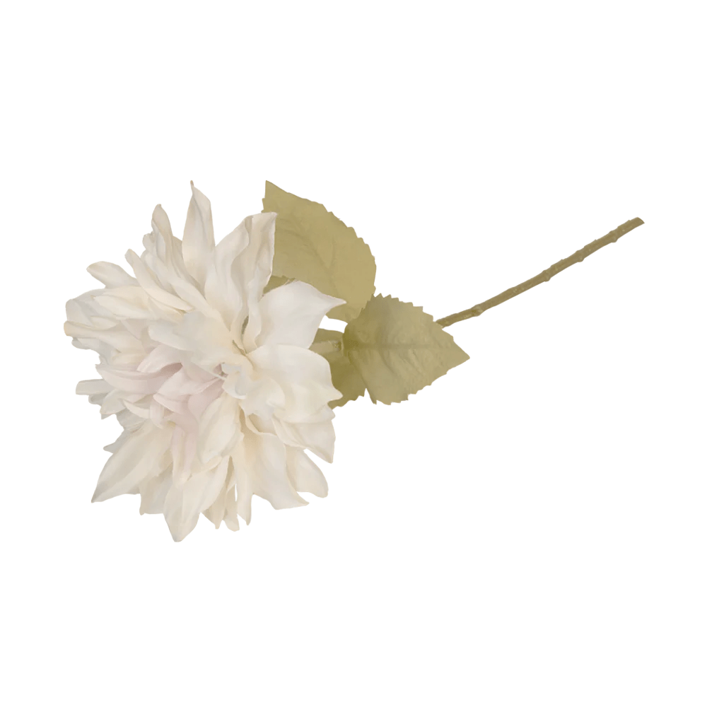 Dahlia Café Au Lait