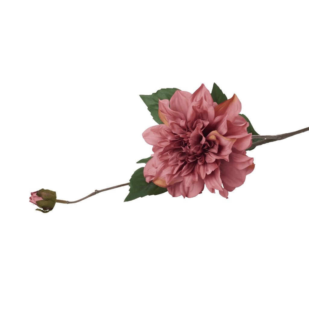 Dahlia Stem, Monarch