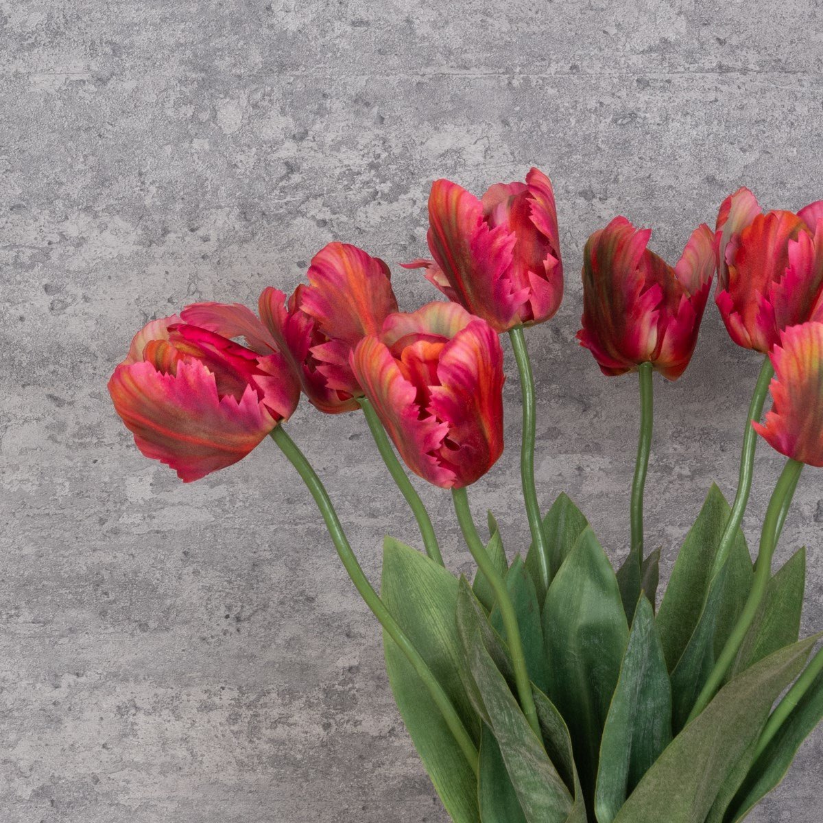 Dark Pink Parrot Tulip