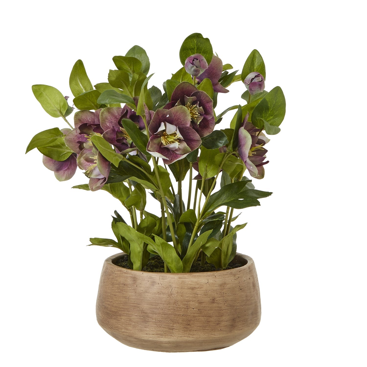 Deep Plum Hellebore Plant In Taupe Pot - Angela Reed -
