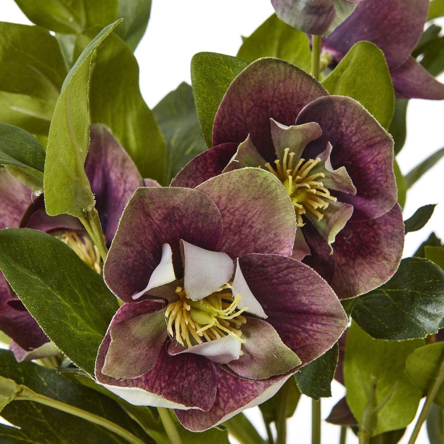 Deep Plum Hellebore Plant In Taupe Pot - Angela Reed -
