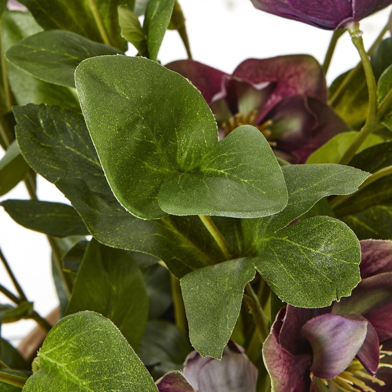 Deep Plum Hellebore Plant In Taupe Pot - Angela Reed -