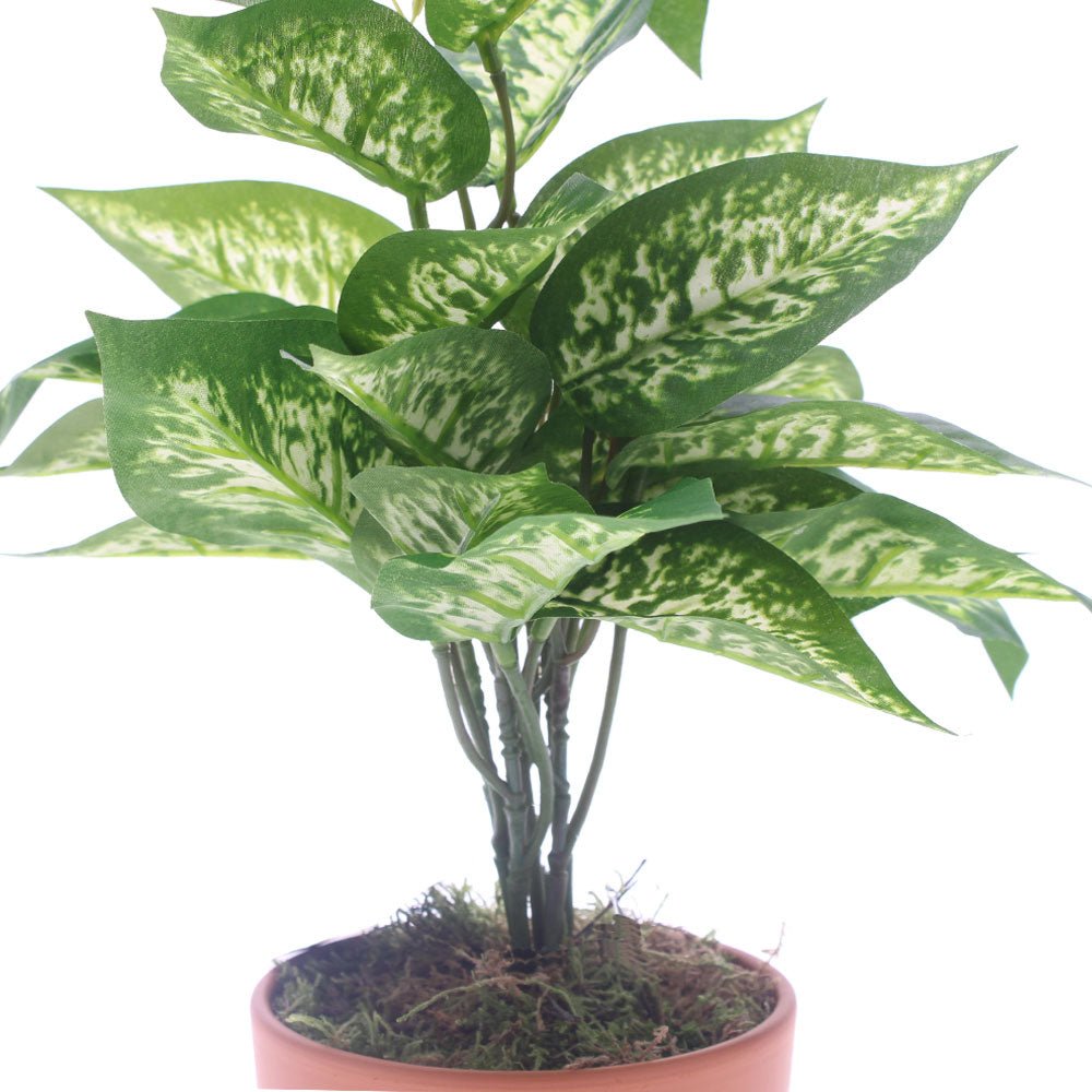 Faux Dieffenbachia in Terracotta Pot
