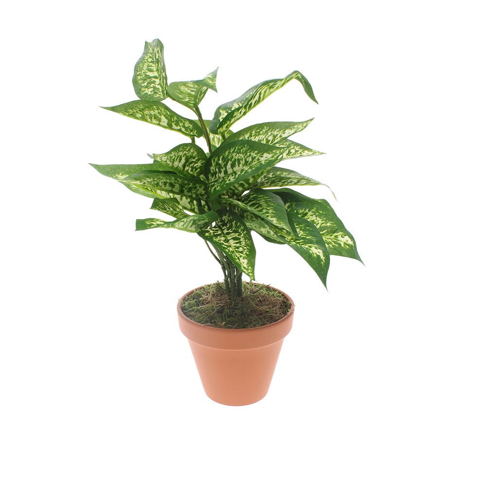 Faux Dieffenbachia in Terracotta Pot