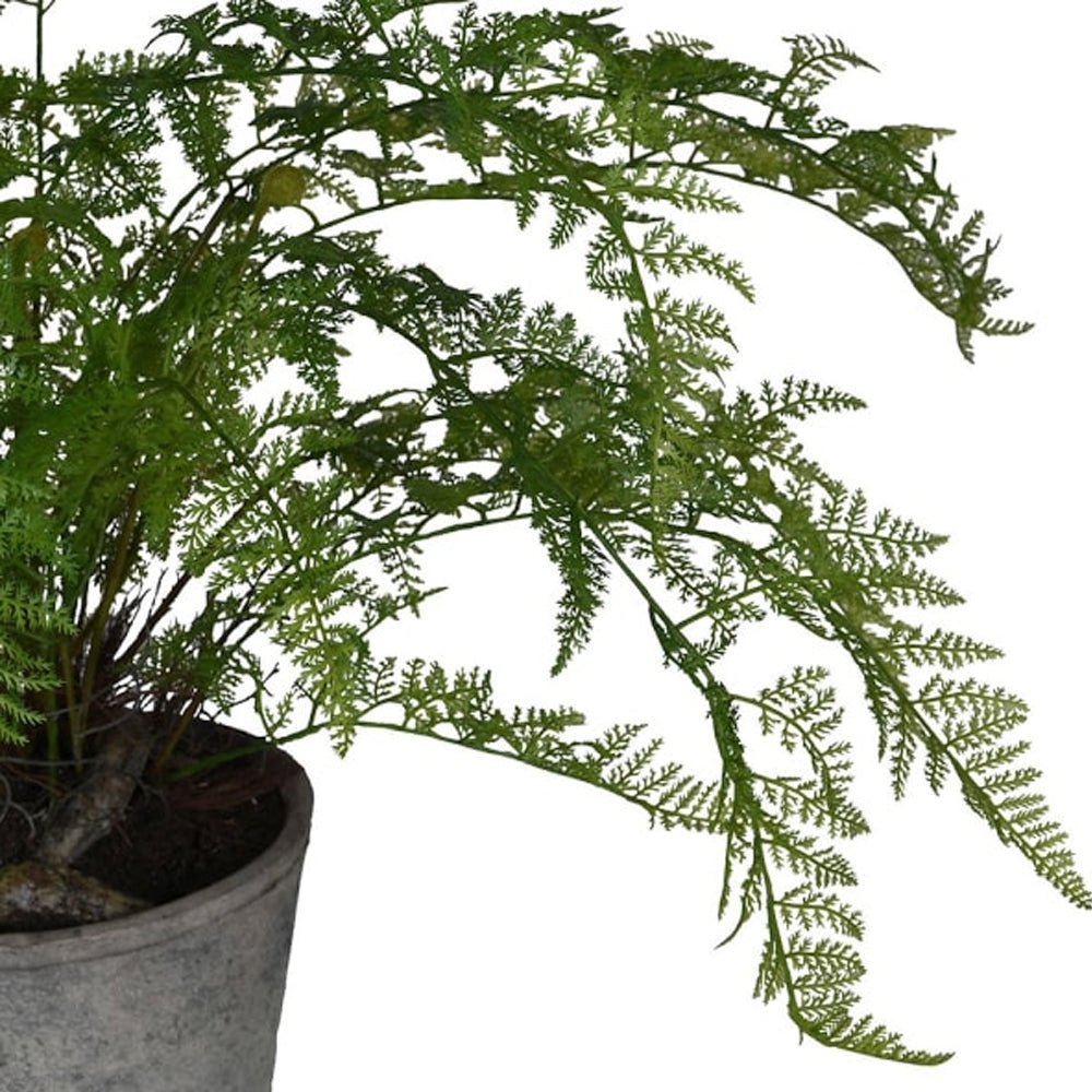 Fern Bush in Ceramic Pot