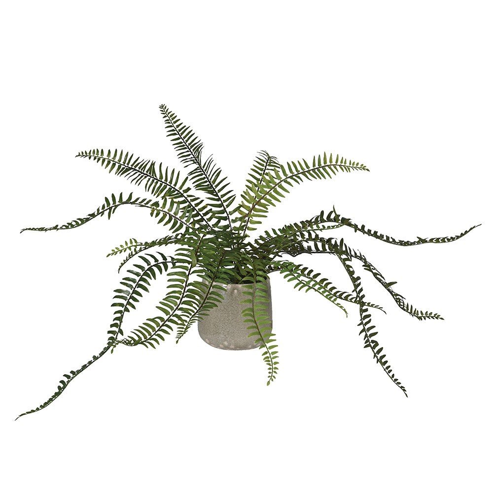Fern in Khaki Ceramic Pot