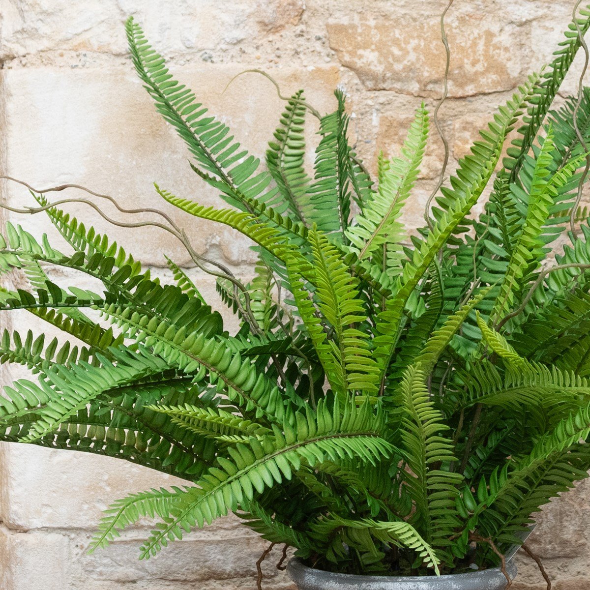 Fern in Stone Pot
