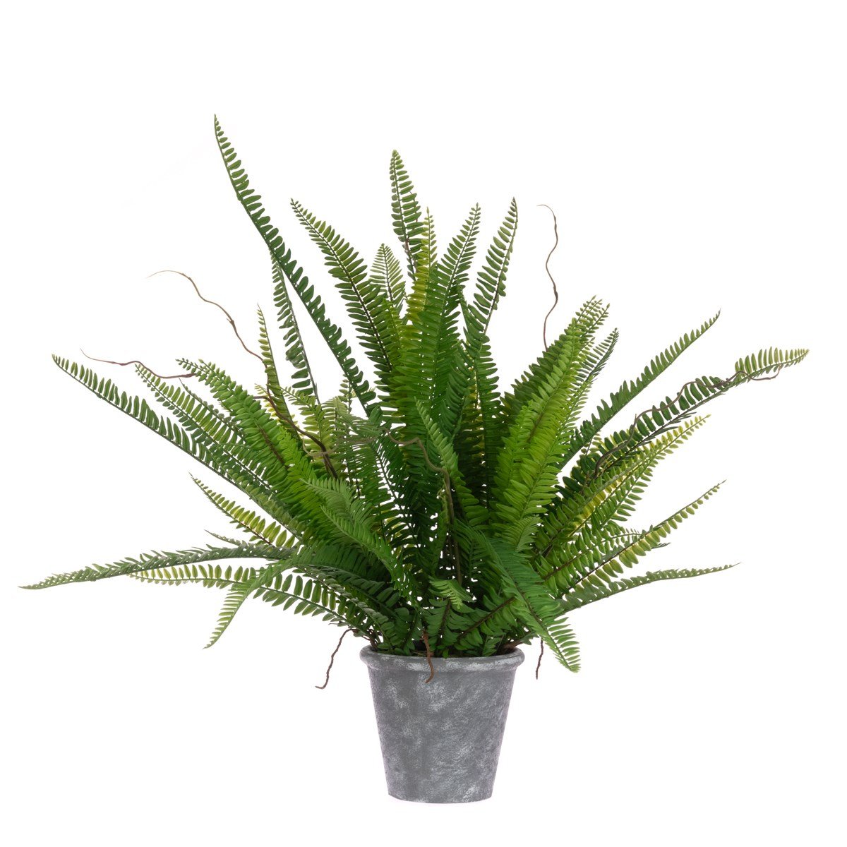 Fern in Stone Pot