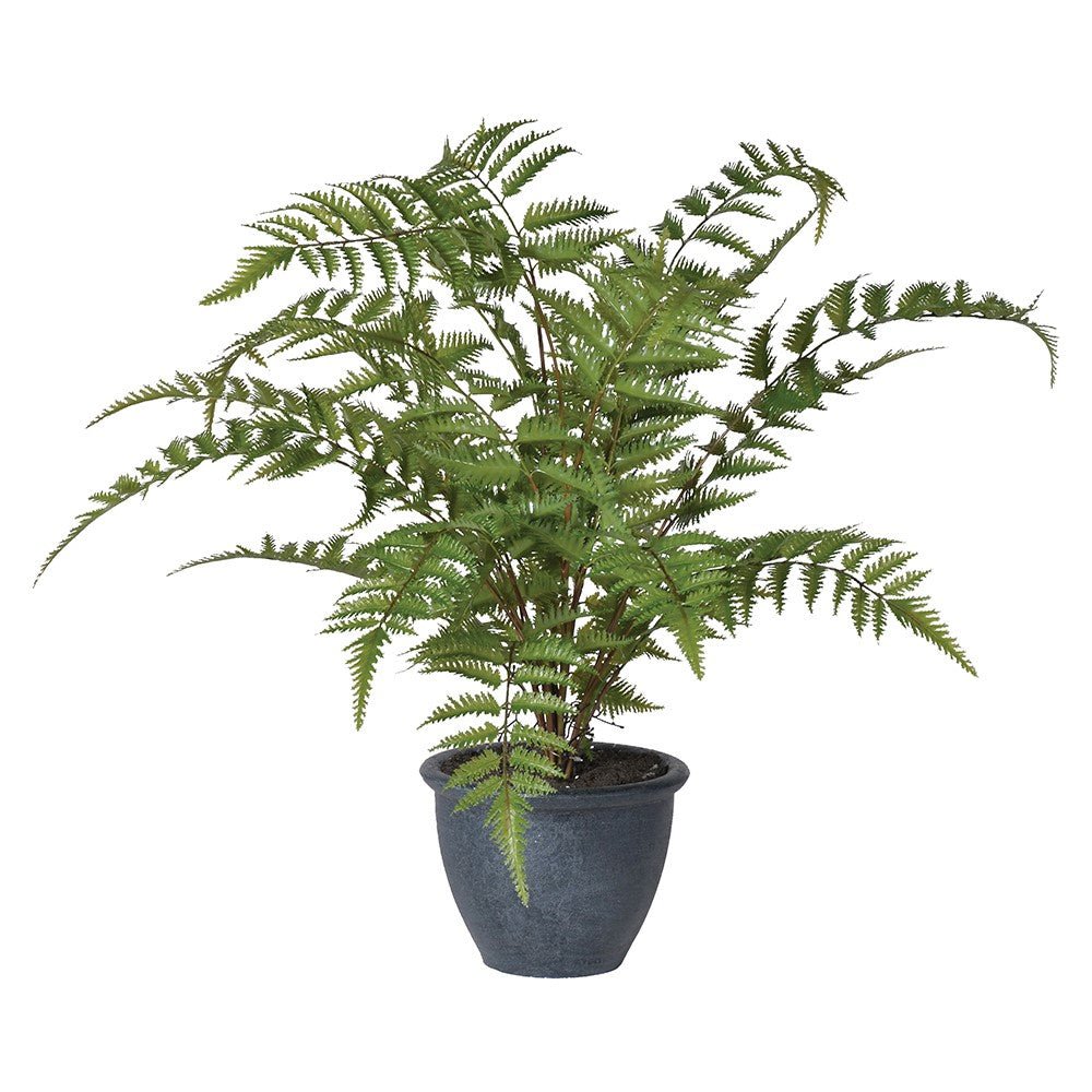 Green Bracken Fern Bush in Dark Grey Pot