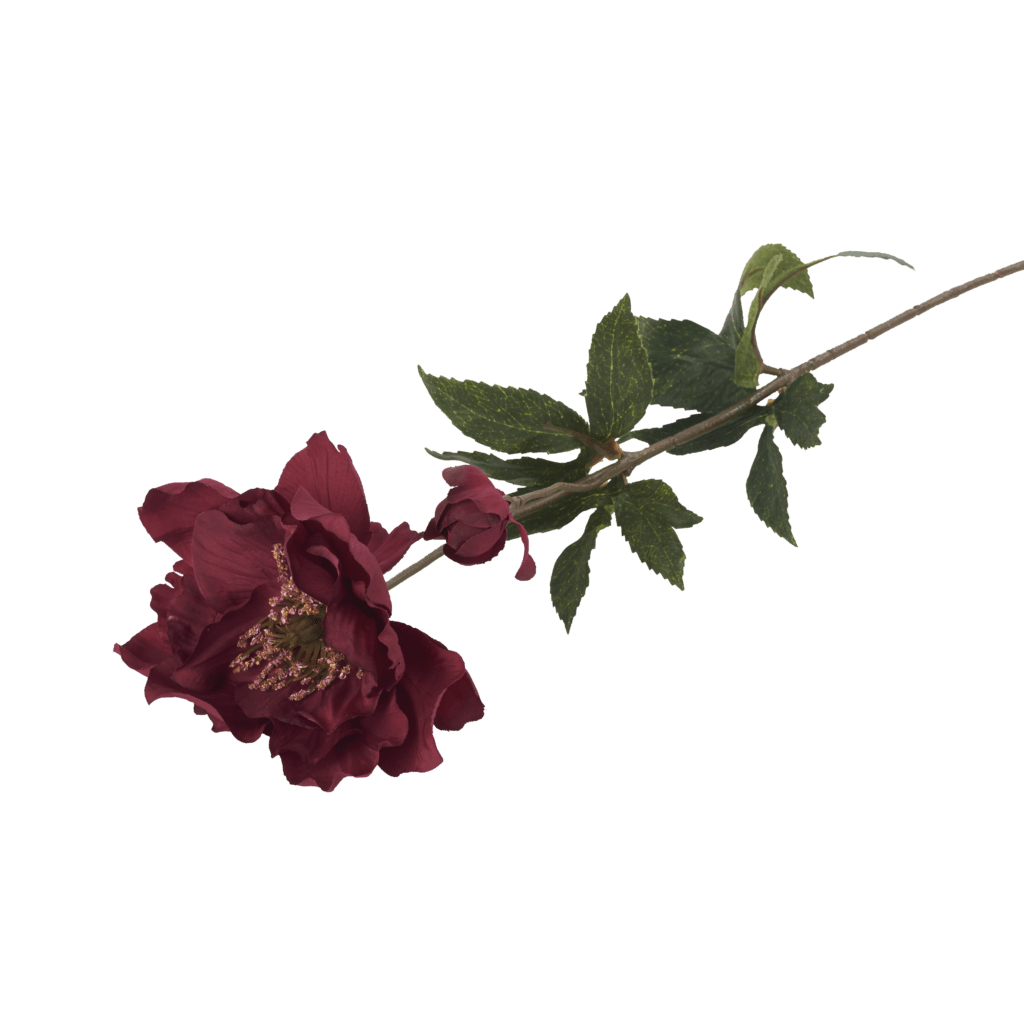 Hellebore Black Swan