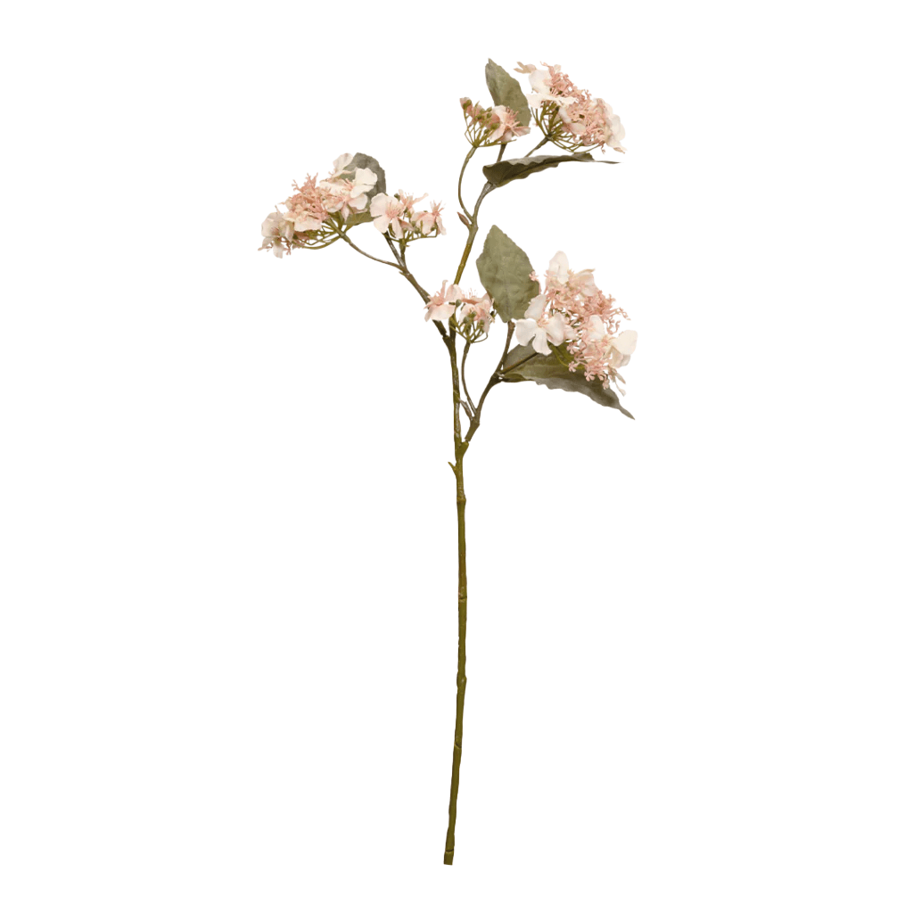 Hydrangea Anomola Blush