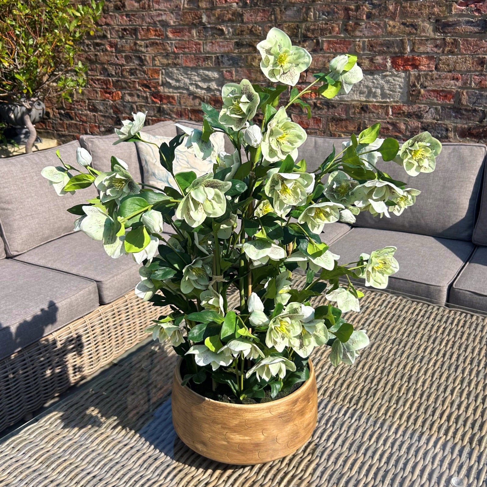 Large Green Hellebore in Taupe Pot - Angela Reed -