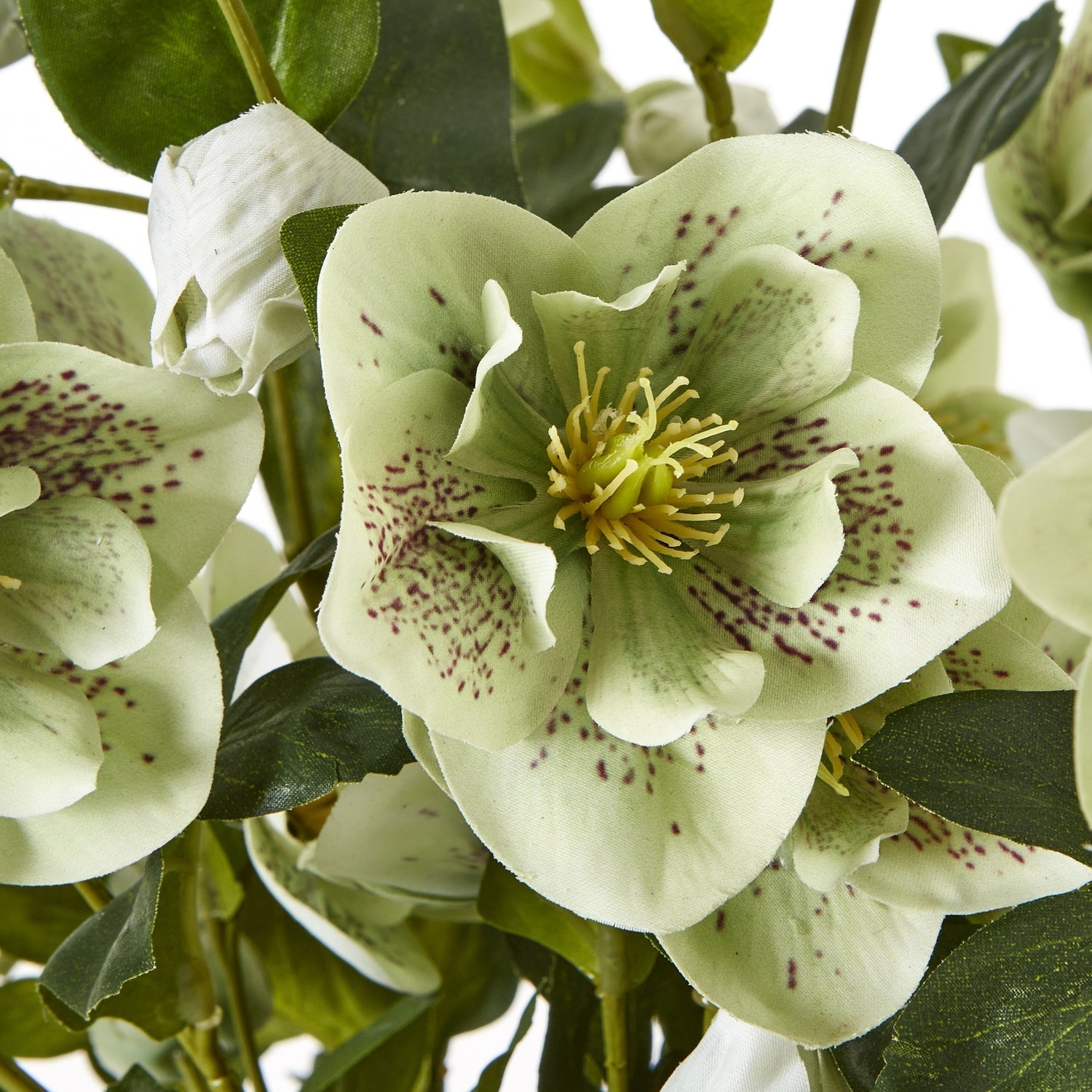 Large Green Hellebore in Taupe Pot - Angela Reed -