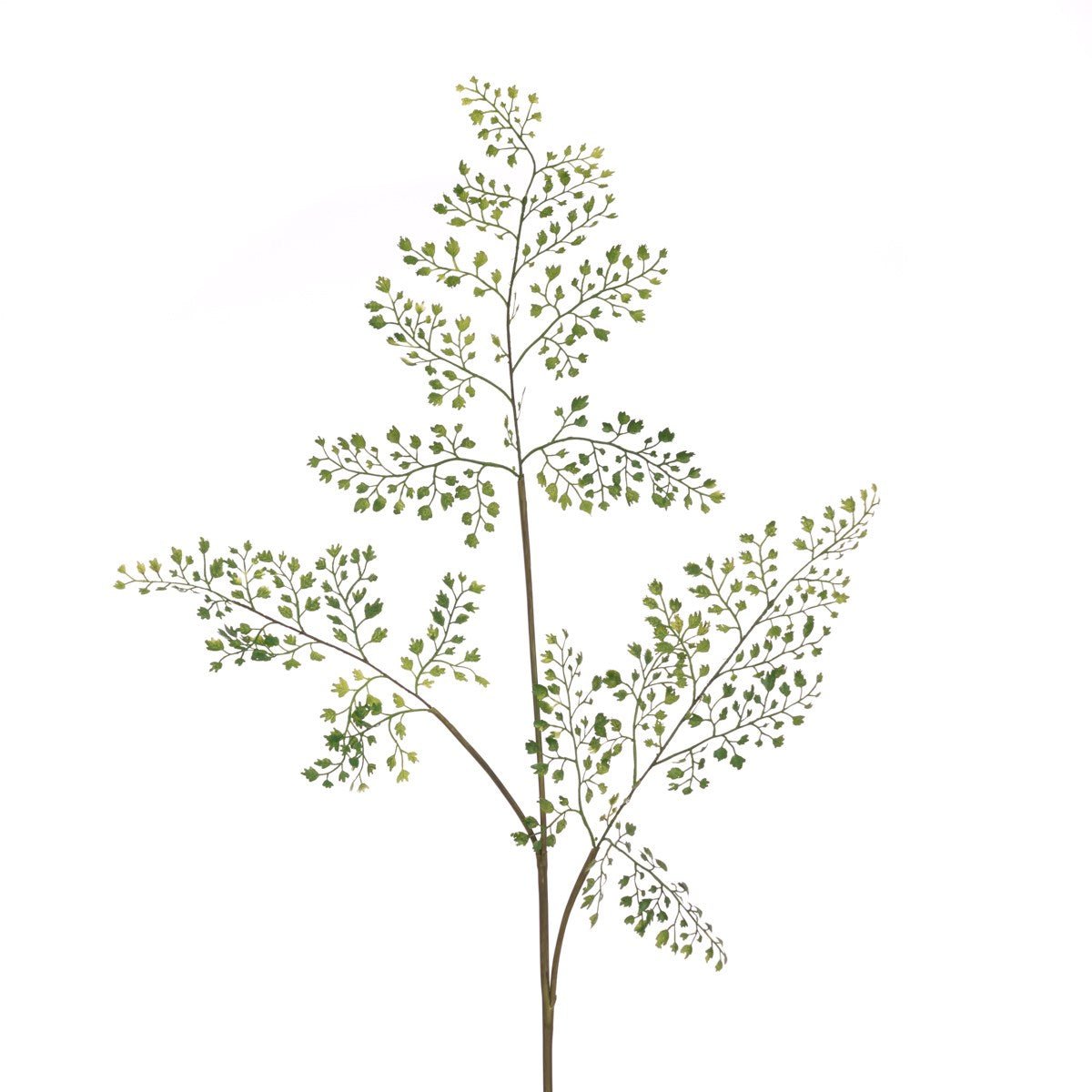 Maidenhair Fern Spray - Angela Reed -