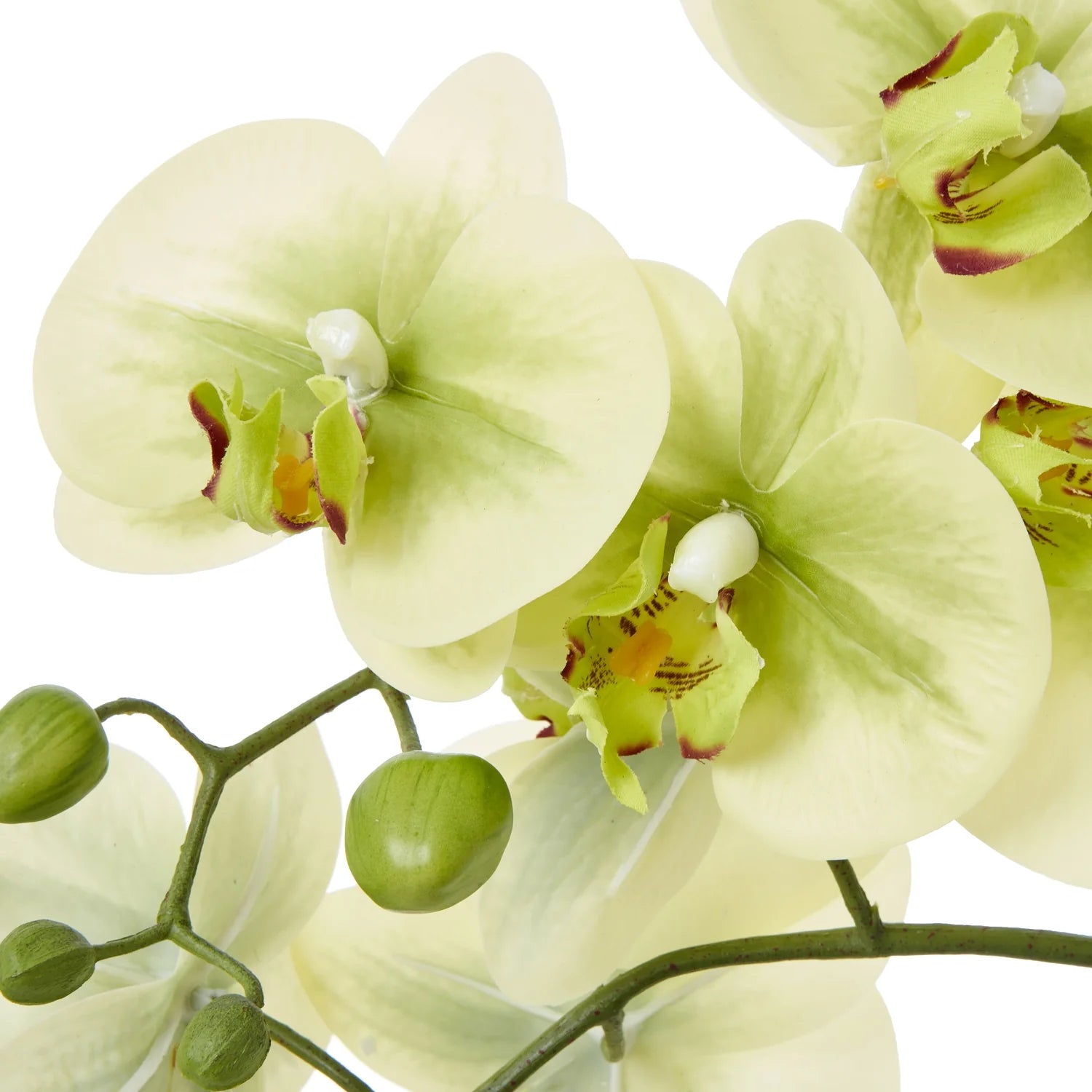 Medium Green Orchid In Ceramic Pot - Angela Reed -