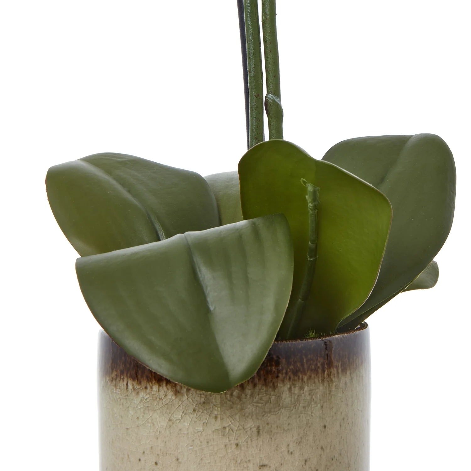 Medium Green Orchid In Ceramic Pot - Angela Reed -
