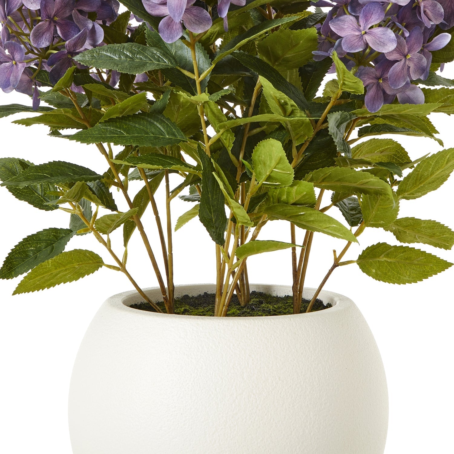 Medium Purple Hydrangea Plant In Pot - Angela Reed -