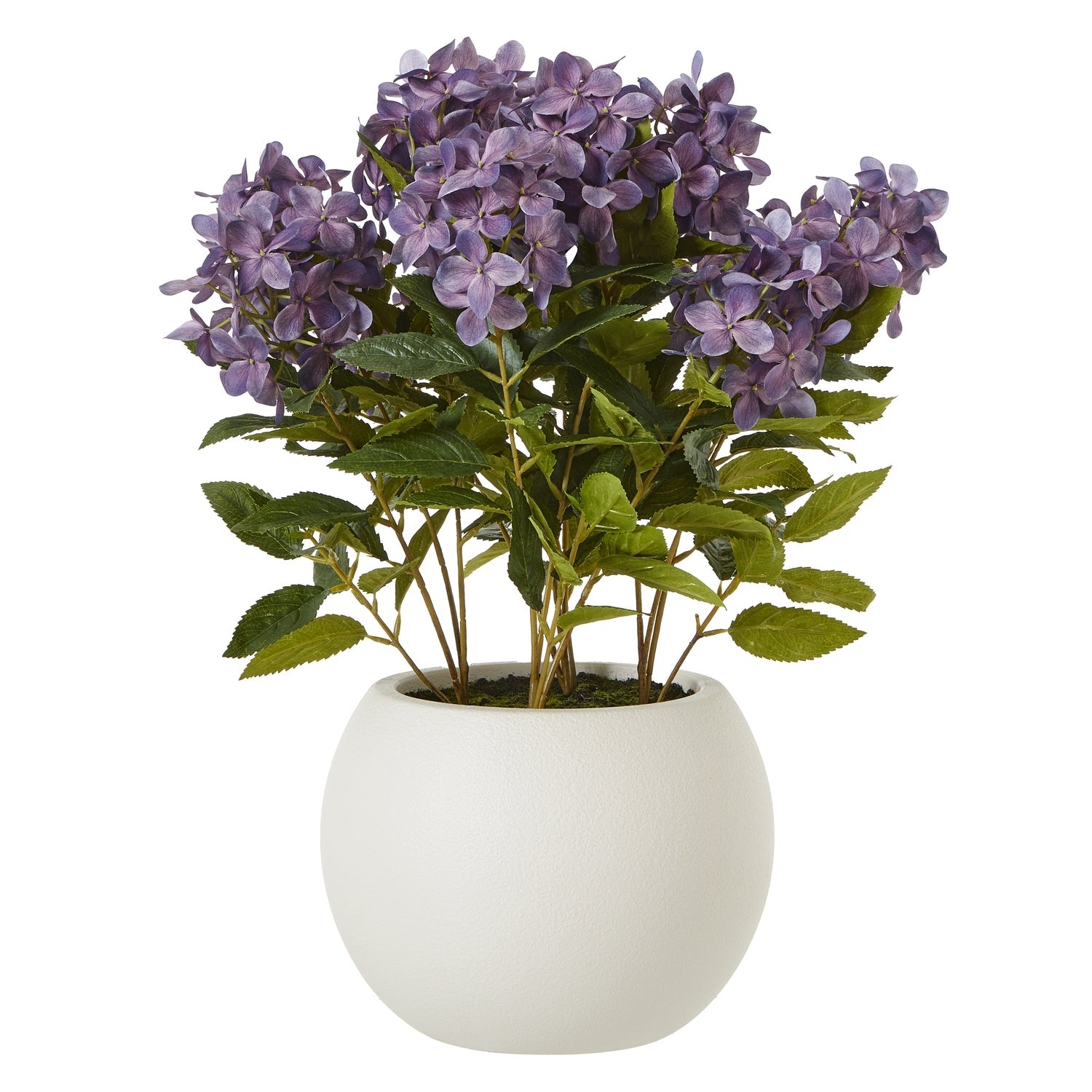 Medium Purple Hydrangea Plant In Pot - Angela Reed -