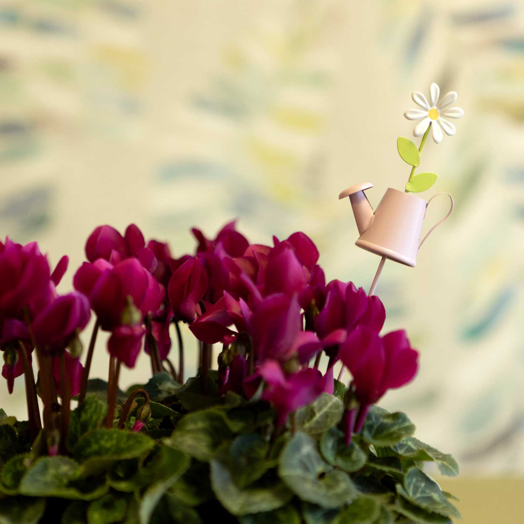 Mini Daisy Can, Pot Stem Lilac,Yellow