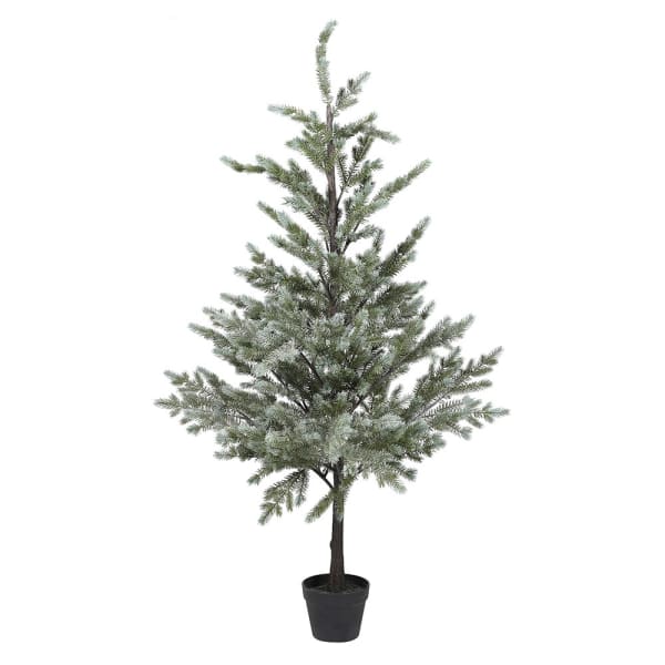 Noble Pine Tree, 5ft