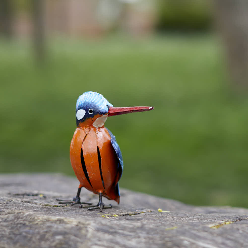 Painted Kingfisher - Angela Reed -
