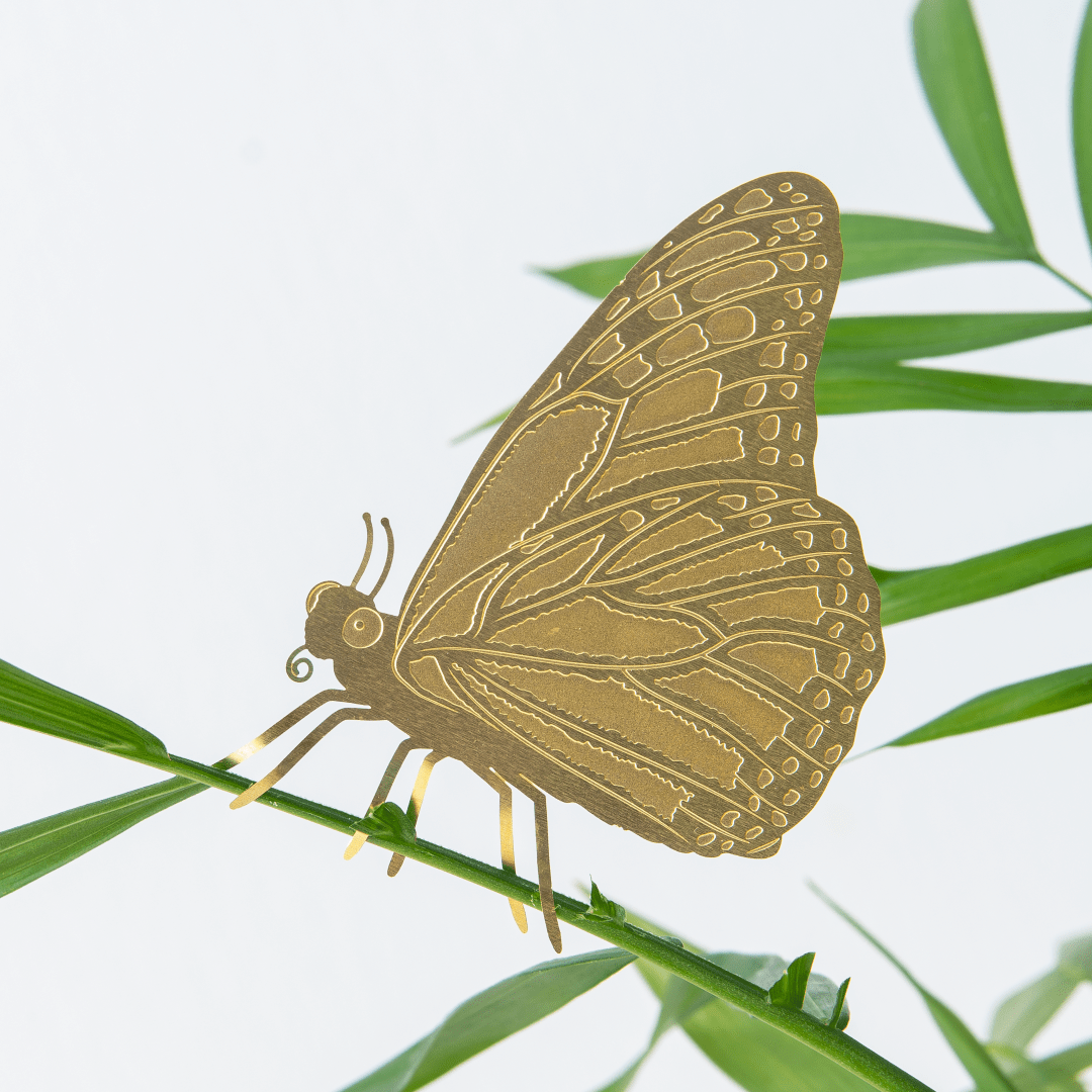 Plant Animal - Butterfly, House Plant Decoration