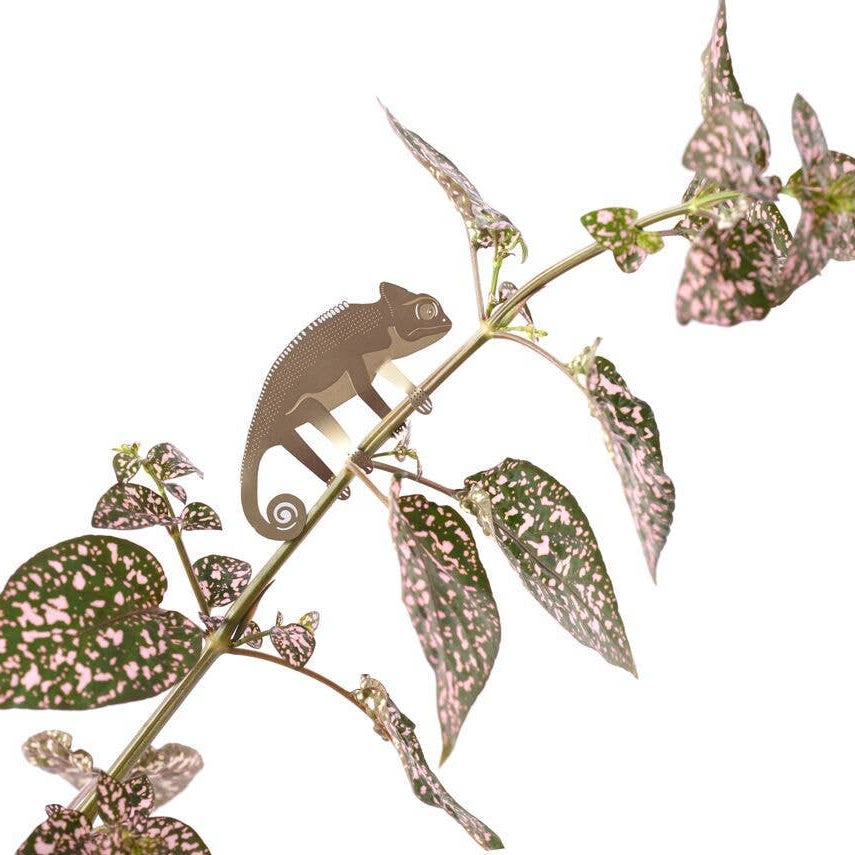 Plant Animal - Chameleon, Garden Decor