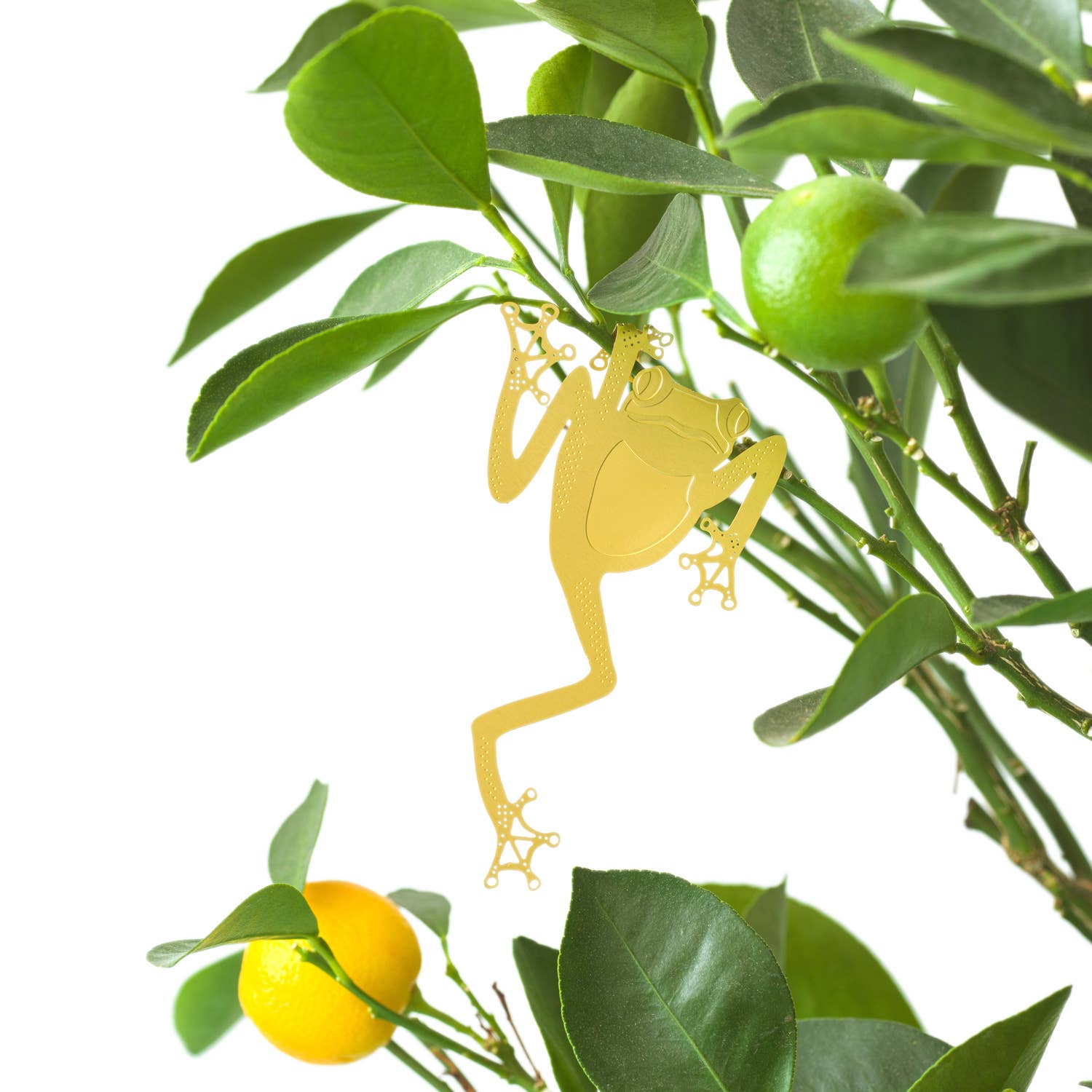 Plant Animal - Tree Frog, Unique House Plant Gift