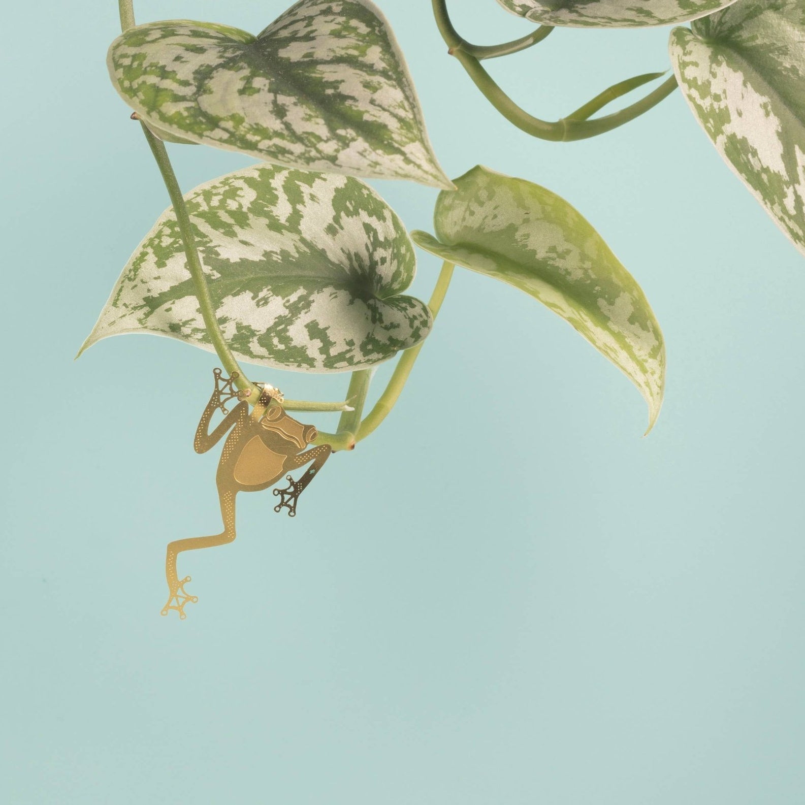 Plant Animal - Tree Frog, Unique House Plant Gift