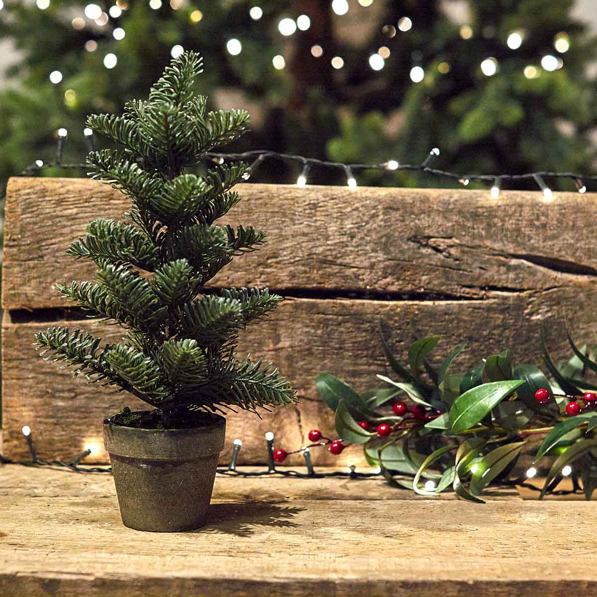Potted Nordic Spruce