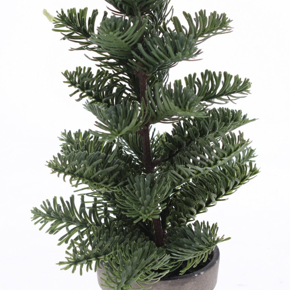 Potted Nordic Spruce