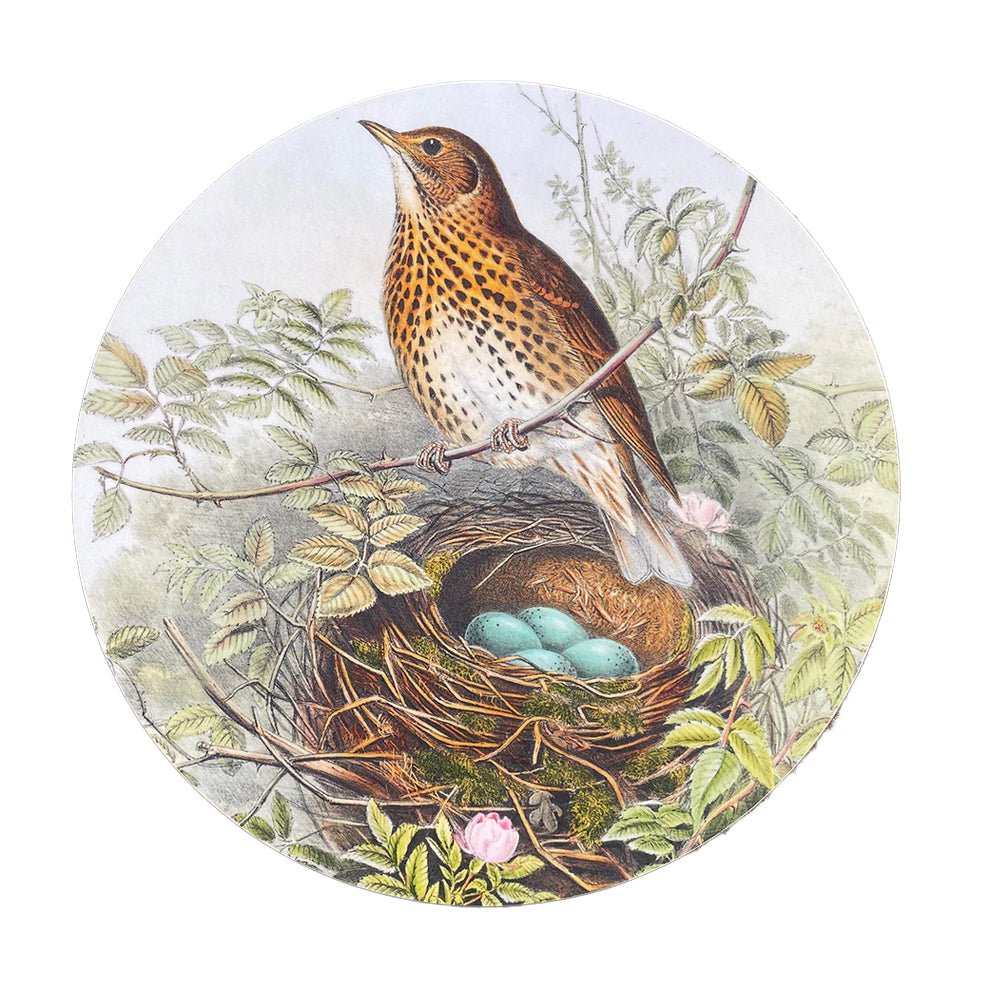 Song Thrush Placemat