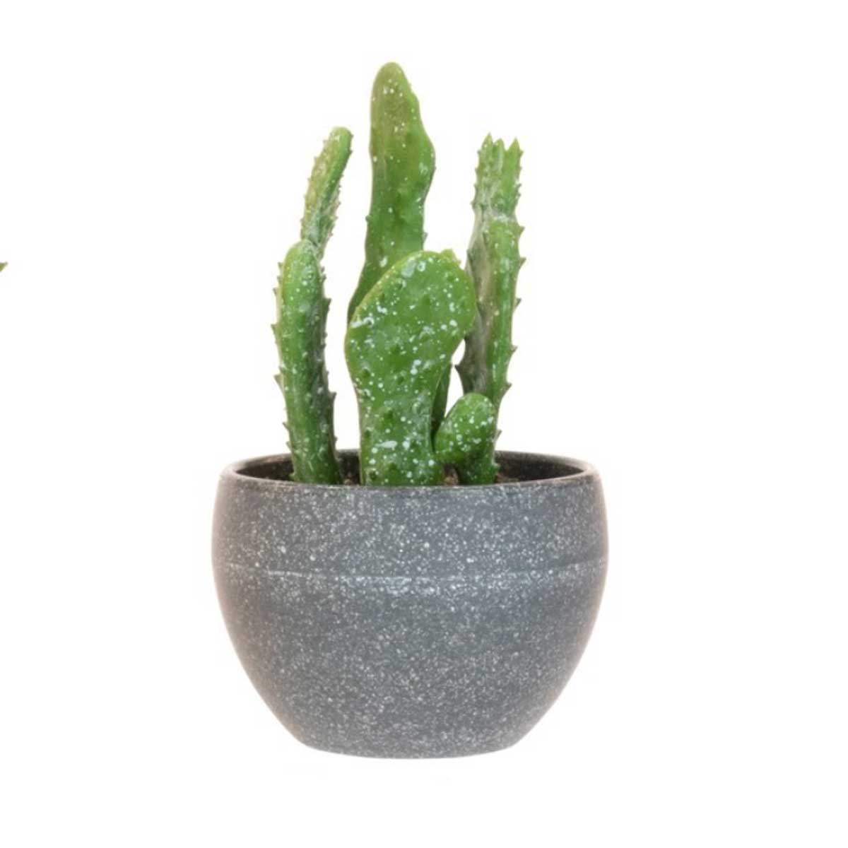 Succulents in a Grey Pot, Assorted