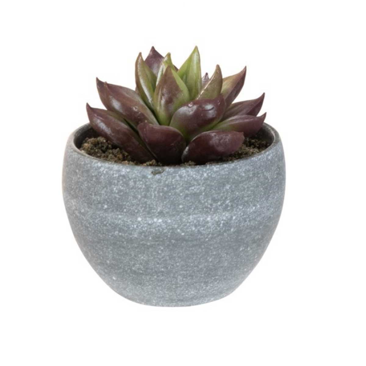 Succulents in a Grey Pot, Assorted
