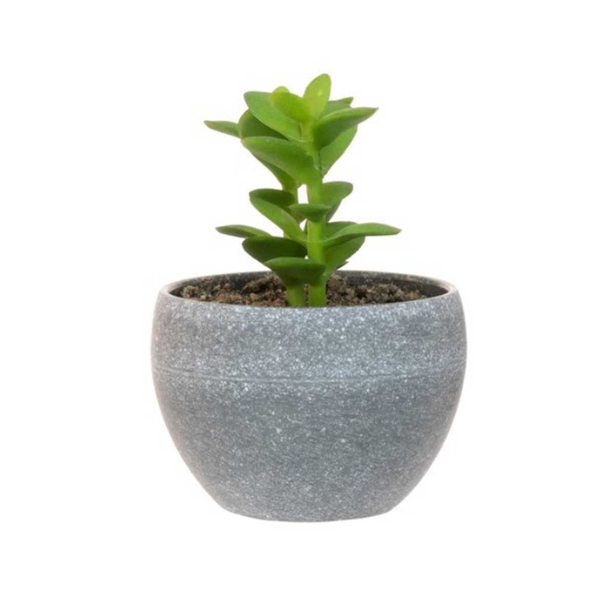 Succulents in a Grey Pot, Assorted